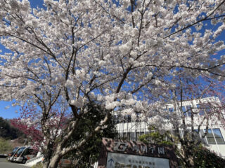 今週土曜日は入学式🌸