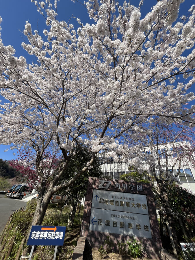 今週土曜日は入学式🌸